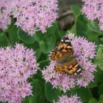 Pollinator Garden - beige moth on pirple flowers