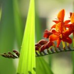 Container Plants - red and yellow flower in macro photography