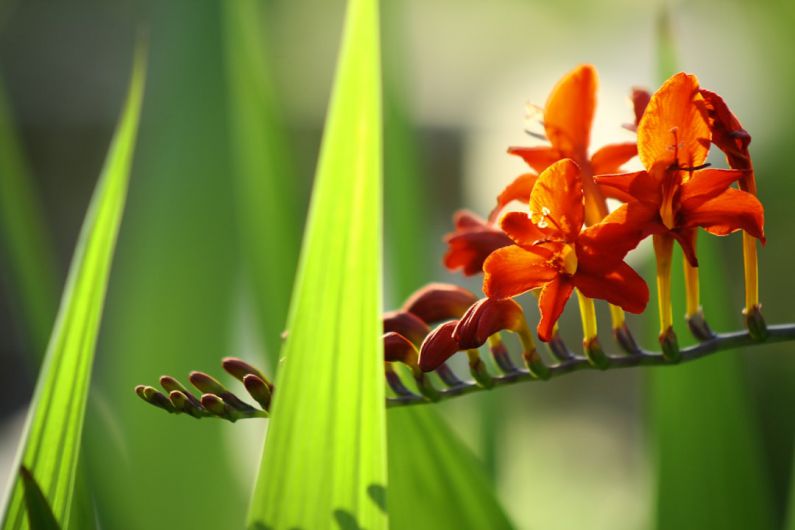 Container Plants - red and yellow flower in macro photography