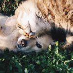 Smart Pets - white dog and gray cat hugging each other on grass