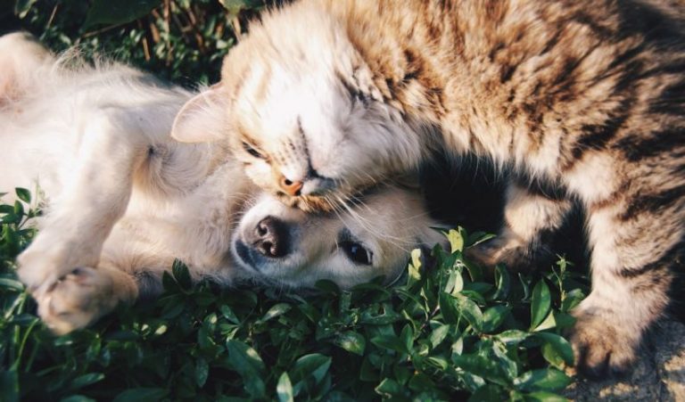 Smart Pets - white dog and gray cat hugging each other on grass