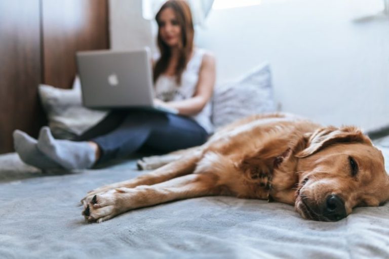 Pet-friendly Cleaning - Golden Retriever lying on bed